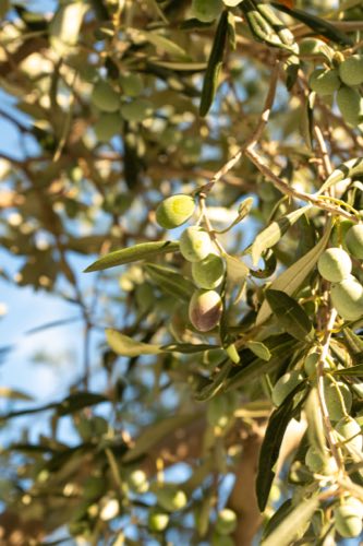 Olives ripening on the branch